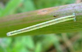 Attēlu rezultāti vaicājumam “Eupithecia subumbrata larva”