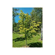 Attēlu rezultāti vaicājumam “Tilia x moltkei leaf”