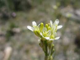 Attēlu rezultāti vaicājumam “Arabis glabra”