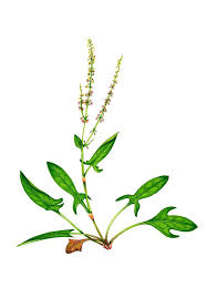Attēlu rezultāti vaicājumam “Rumex acetosa flower”
