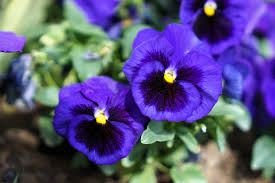 Attēlu rezultāti vaicājumam “Viola uliginosa flower”