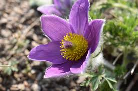 Image result for Pulsatilla