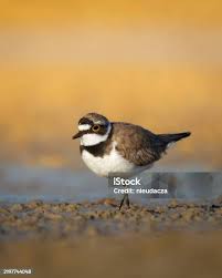 Attēlu rezultāti vaicājumam “Charadrius dubius adult”
