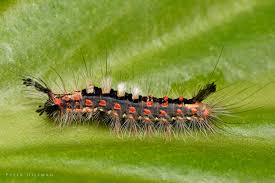 Attēlu rezultāti vaicājumam “Orgyia antiqua”