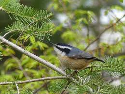 Image result for Sitta canadensis