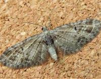 Attēlu rezultāti vaicājumam “Eupithecia exiguata”