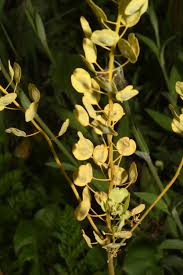 Attēlu rezultāti vaicājumam “Thlaspi arvense”