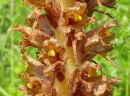 Attēlu rezultāti vaicājumam “Orobanche elatior bud”