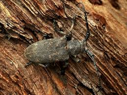 Attēlu rezultāti vaicājumam “Lamia textor”