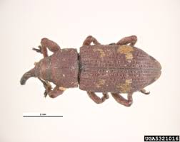 Attēlu rezultāti vaicājumam “Pissodes piniphilus”