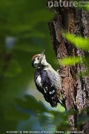 Attēlu rezultāti vaicājumam “Dendrocopos medius”