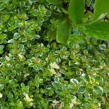 Attēlu rezultāti vaicājumam “Thymus pulegioides fruit”