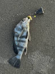 Image result for Menticirrhus americanus