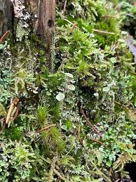 Attēlu rezultāti vaicājumam “Cladonia coniocraea”