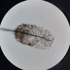 Attēlu rezultāti vaicājumam “Comatricha pulchella stalked”