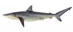Image result for Carcharhinus