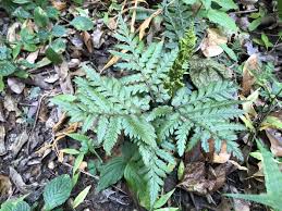 Attēlu rezultāti vaicājumam “Botrychium multifidum”