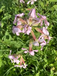 Attēlu rezultāti vaicājumam “Saponaria officinalis”