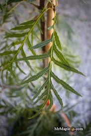 Attēlu rezultāti vaicājumam “Quercus robur fo. pectinata”