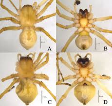 Attēlu rezultāti vaicājumam “Cheiracanthium sp. male”