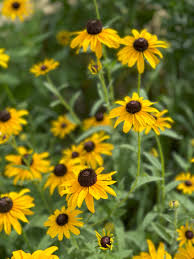 Attēlu rezultāti vaicājumam “Rudbeckia hirta var. hirta leaf”