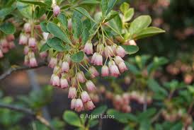 Attēlu rezultāti vaicājumam “Enkianthus chinensis flower”
