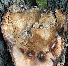 Attēlu rezultāti vaicājumam “Kretzschmaria deusta”