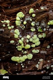 Attēlu rezultāti vaicājumam “Ceratiomyxaceae”