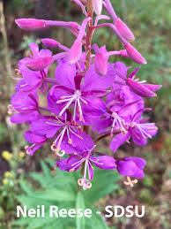 Attēlu rezultāti vaicājumam “Oligonema flavidum”