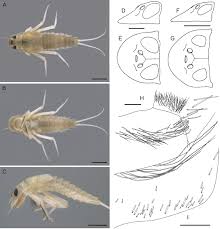 Attēlu rezultāti vaicājumam “Ephemeroptera larvae”