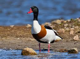 Attēlu rezultāti vaicājumam “Tadorna tadorna”