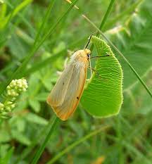 Attēlu rezultāti vaicājumam “Cybosia mesomella”