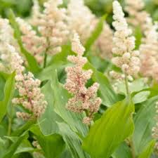 Attēlu rezultāti vaicājumam “Maianthemum bifolium flower”