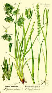 Attēlu rezultāti vaicājumam “Dactylis glomerata subsp. glomerata”