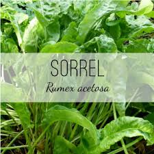 Attēlu rezultāti vaicājumam “Rumex acetosa”