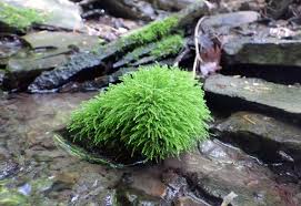 Attēlu rezultāti vaicājumam “Hygroamblystegium varium”