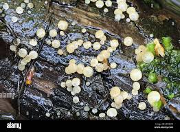 Attēlu rezultāti vaicājumam “Hymenoscyphus sp.”