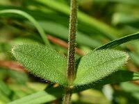 Attēlu rezultāti vaicājumam “Cerastium holosteoides”
