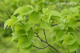 Attēlu rezultāti vaicājumam “Ulmus x hollandica”