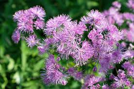 Attēlu rezultāti vaicājumam “Thalictrum aquilegifolium flower”