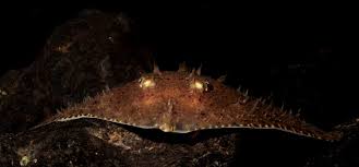 Image result for Amblyraja radiata