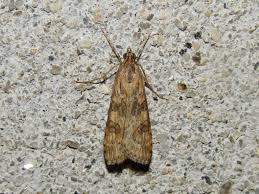 Attēlu rezultāti vaicājumam “Nomophila noctuella”