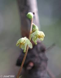 Attēlu rezultāti vaicājumam “Pyrola chlorantha bud”