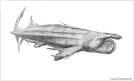 Cladoselachidae translations • Free online multilingual dictionary