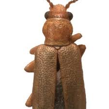 Attēlu rezultāti vaicājumam “Orsodacne cerasi”