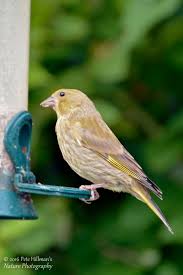 Attēlu rezultāti vaicājumam “Chloris chloris female”