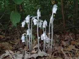 Attēlu rezultāti vaicājumam “Plantago uniflora flower”