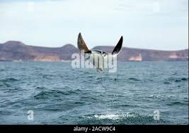 Image result for Mobula thurstoni