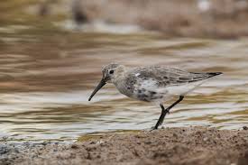 Attēlu rezultāti vaicājumam “Calidris alpina adult”