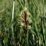 Attēlu rezultāti vaicājumam “Blysmus compressus”